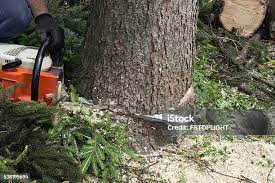 How Our Tree Care Process Works  in  Terra Alta, WV