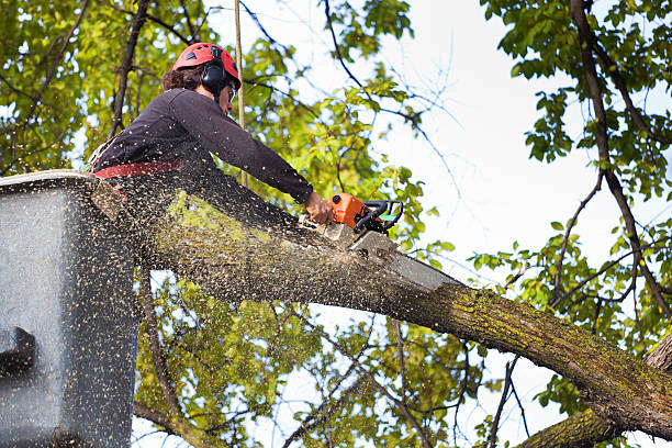 Best Storm Damage Tree Cleanup  in Terra Alta, WV
